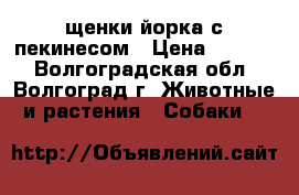 щенки йорка с пекинесом › Цена ­ 4 500 - Волгоградская обл., Волгоград г. Животные и растения » Собаки   